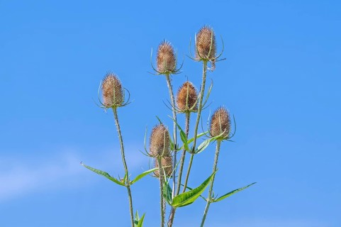 Wild teasel, fuller's teasel (Dipsacus fullonum, Dipsacus sylvestris) flower heads against blue sky