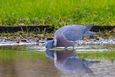 Common wood pigeon (Columba palumbus) drinking water from pond