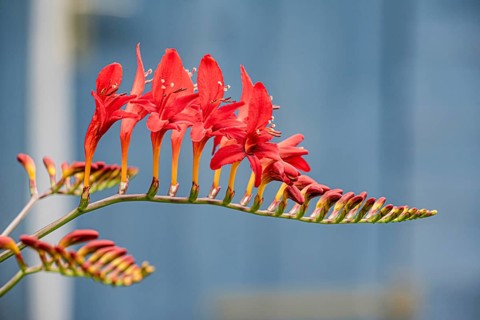 Flower of a Mombretia (Crocosmia), Bavaria, Germany, Europe