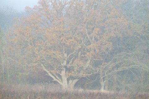English oak (Quercus robur), in autumn with yellow discoloured leaves, fog, Thuringia, Germany,
