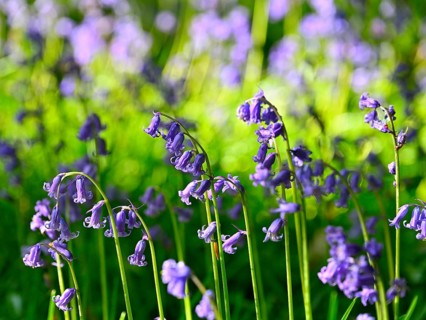 Flowering wood hyacinth (Hyacinthoides non-scripta), Lower Rhine, North Rhine-Westphalia, Germany,