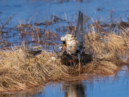 Ruff (Calidris pugnax) two males in breeding plumage at lek, fighting over female, Pokka, Finnish