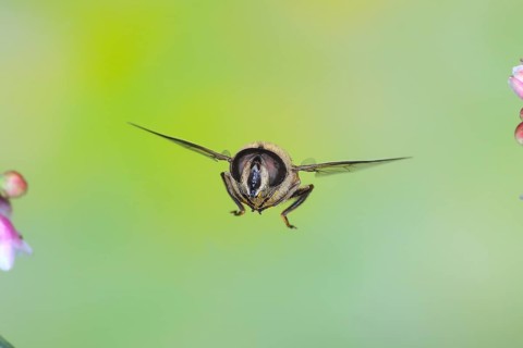Dung bee or dronefly (Eristalis tenax), in flight, between the flowers of the common snowberry