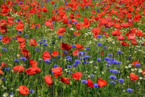 Europe, Germany, Mecklenburg-Western Pomerania, Poppy field and cornflowers near Göhren-Lebbin,