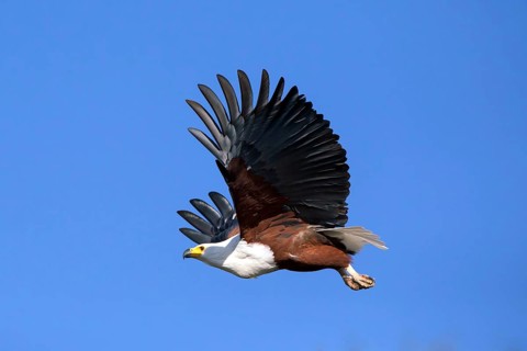 Lesser spotted eagle, Haliaeetus vocifer, Africa, Botswana, flight photo, Okovango Delta, Africa