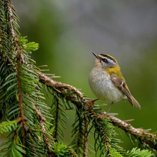Goldcrest, Regulus ignicapillus, Luce, Mountain area, Luce, Styria, Slovenia, Europe