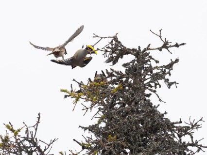 Bohemian waxwing (Bombycilla garrulus), two birds fighting on top of Fir tree, Pokka, Finnish
