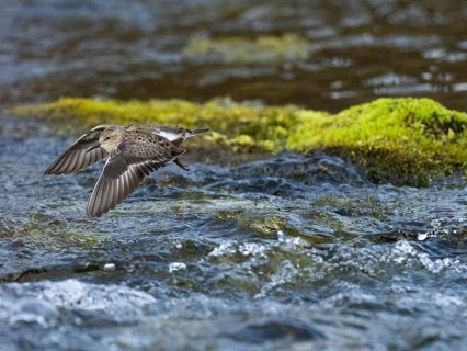 Temminck's Stint (Calidris temminckii), flying across a stream, Finnmark, Norway, Europe