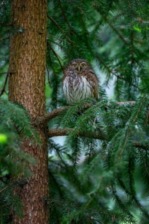 Pygmy Owl (Glaucidium passerinum) smallest owl native to Central Europe, daytime roost, foraging,