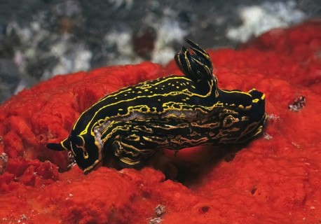 Magnificent star snail (Felimare picta) (formerly genus Hypselodoris) Nudibranch Aftergill crawls