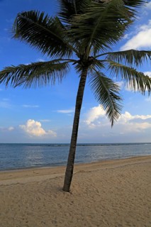 Coconut palm tree on the beach, Pasikudah bay, Eastern Province, Sri Lanka, Asia