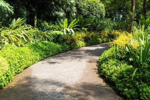 Garden path with a frame of yellow orchids in botanical garden