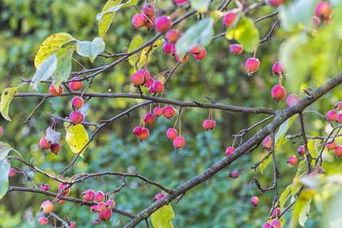 Small red apples in the botanical garden