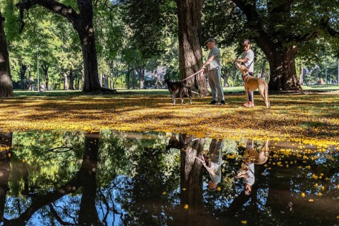 A man and a woman stroll through a springtime park with their pair of elegant greyhounds. Nearby, a