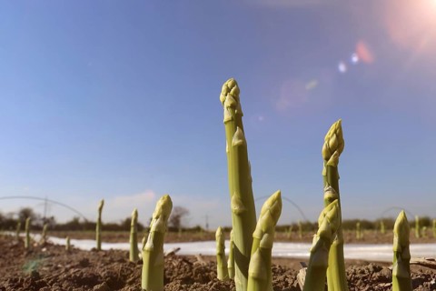 Green asparagus in the field against a blue sky