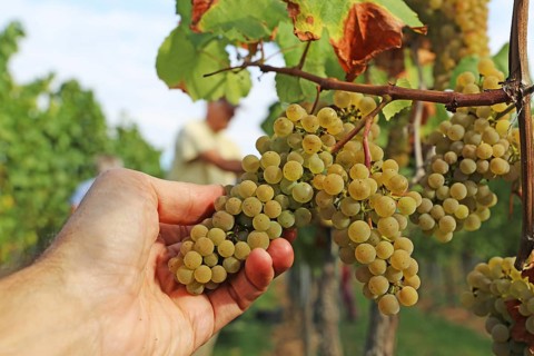 Grape grape harvest: Hand-picking of Chardonnay grapes in the Palatinate (Norbert Groß winery,