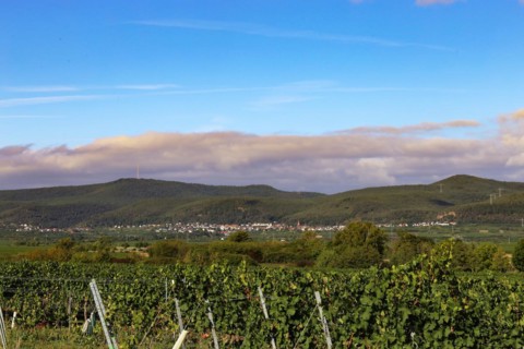 Panorama from the Haardtrand with a view of the Palatinate Forest