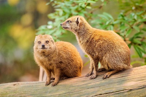 Ethiopian dwarf mongoose (Helogale hirtula) sitting on an old tree trunk, Bavaria, Germany, Europe