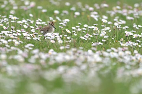Common redshank (Tringa totanus), chicks in a flower meadow, Lower Rhine, North Rhine-Westphalia,