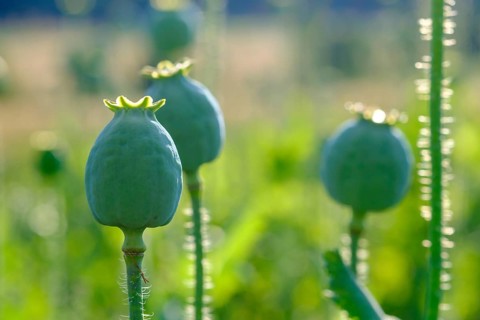 Poppy, (Papaver somniferum), poppy capsule, poppy field, Waldviertel grey poppy, poppy village