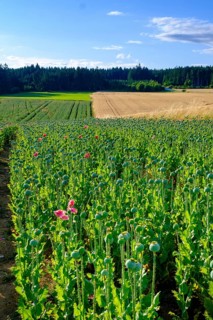 Poppy, (Papaver somniferum), poppy field, Waldviertel grey poppy, poppy village Armschlag,
