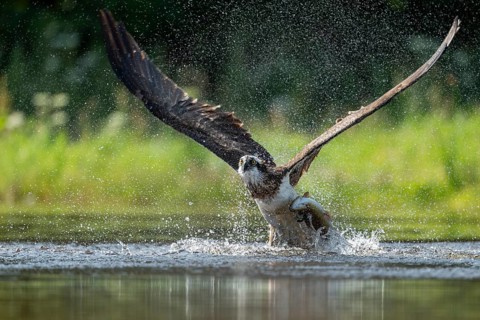 Western osprey (Pandion haliaetus) hunting, Aviemore, Scotland, Great Britain