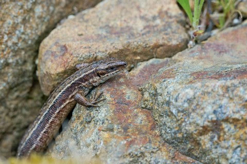 Viviparous lizard (Zootoca vivipara), Bavaria, Germany, Europe