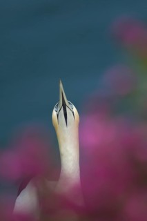 Northern gannet (Morus bassanus) adult bird amongst flowering Red campion plants on a cliff top,