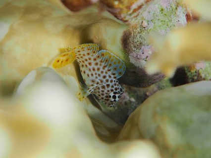 Juvenile leopard combtooth (Exallias brevis), bonefish, dive site House Reef, Mangrove Bay, El