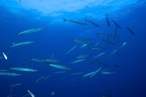 School of fish, group, school of barracuda (Sphyraena sphyraena) in the Mediterranean Sea near