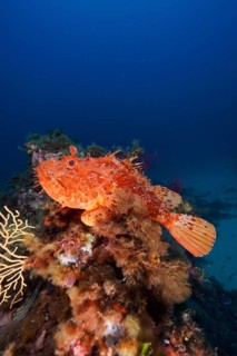 Large red scorpionfish (Scorpaena scrofa), sea sow, in the Mediterranean near Hyères. Dive site