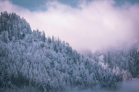 Dense coniferous forest with snow-covered trees under a foggy sky, Kaisergebierge, The Mountain