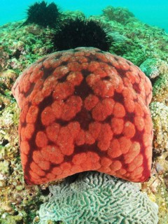 Spiny cushion star (Culcita novaeguineae), dive site Mermaid Cove, Qantab, Oman, Asia