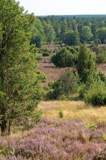 Heather blossom, juniper (Juniperus communis), near Wilsede, Bispingen, Lüneburg Heath, Lower