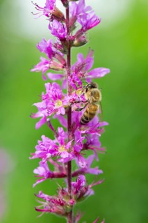 A honey bee (Apis mellifera) sits on a pink flower, purple loosestrife (Lythrum salicaria) and