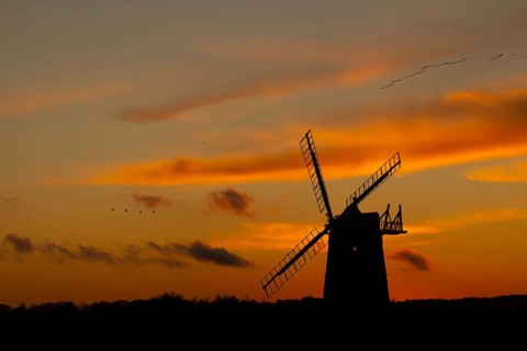 Pink-footed goose (Anser brachyrhynchus) adult birds in flight in a flock or skein over a windmill