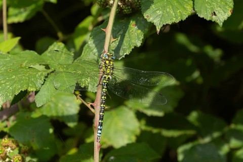 Southern hawker dragonfly (Aeshna cyanea) adult female insect resting on a Bramble plant stem,