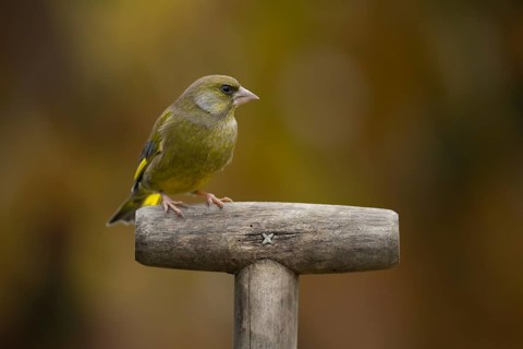 European greenfinch (Chloris chloris) adult bird on a garden fork handle in the autumn, Suffolk,