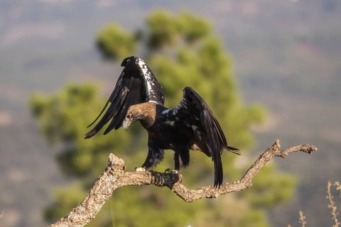 Iberian Eagle (Aquila adalberti), Spanish imperial eagle, Extremadura, Castilla La Mancha, Spain,
