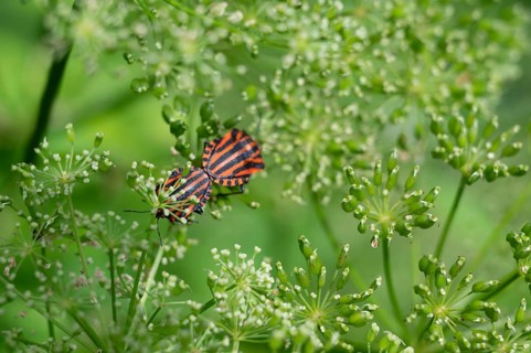Mating italian striped bugs (Graphosoma italicum) on a goutweed flower (Aegopodium podagraria),
