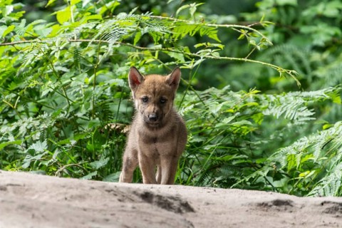 A single wolf pup stands boldly in a clearing surrounded by dense undergrowth, European grey gray