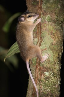 Brown four eyed Opossum, Metachirus nudicaudatus, Amazon basin, Brazil, South America