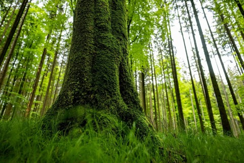 Moss-covered tree in forest meadow, Eppishausen, Unterallgäu, Bavaria, Germany, Europe