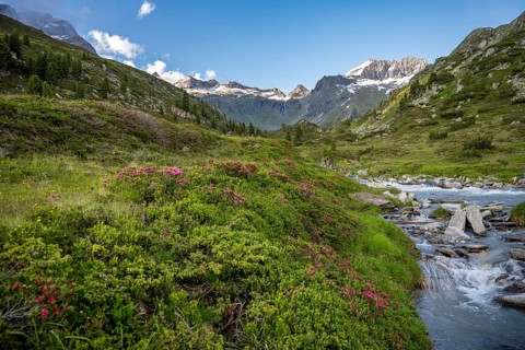 Mountain landscape with alpine roses and mountain stream Zemmbach, mountain peak Kleiner Mörcher in