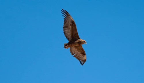 Bateleur (Terathopius ecaudatus), juvenile in flight against a blue sky, Etosha National Park,
