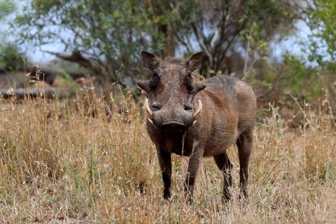 Warthog (Phacochoerus africanus), adult, foraging, alert, Kruger National Park, Kruger National
