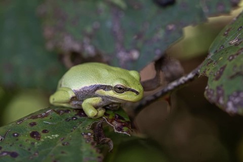 Tree frog (Hyla arborea), Lower Saxony, Germany, Europe