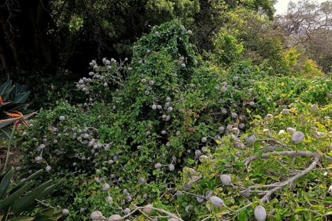 Gardenia, African forest gardenia, white gardenia, wild gardenia (Gardenia thunbergia), fruit,