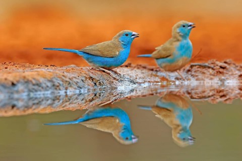 Blue-winged Oriole (Uraeginthus angolensis), Angola Butterfly Finch, adult, two birds, at the