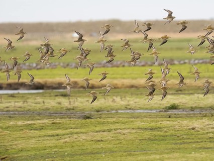 Eurasian Golden Plover (Pluvialis apricaria) flock in flight over a coastal marsh, migrating